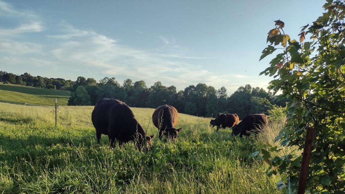 Firefly Fields Farm